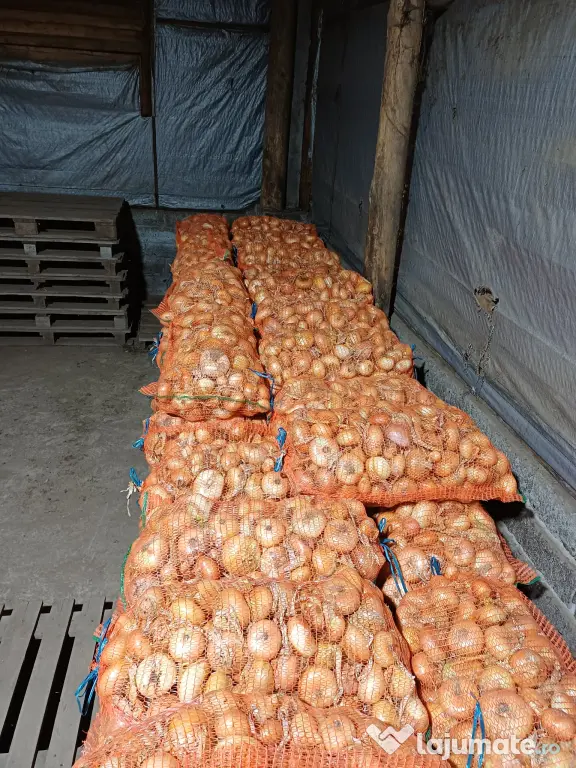 Ceapa galbena si rosie