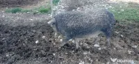 Porci mangalița