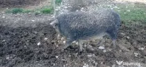 Porci mangalița