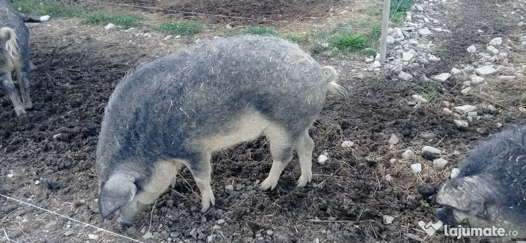 Porci mangalița