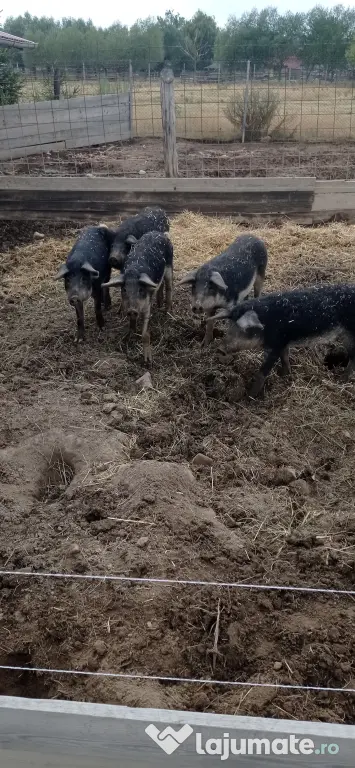 Porci mangalița