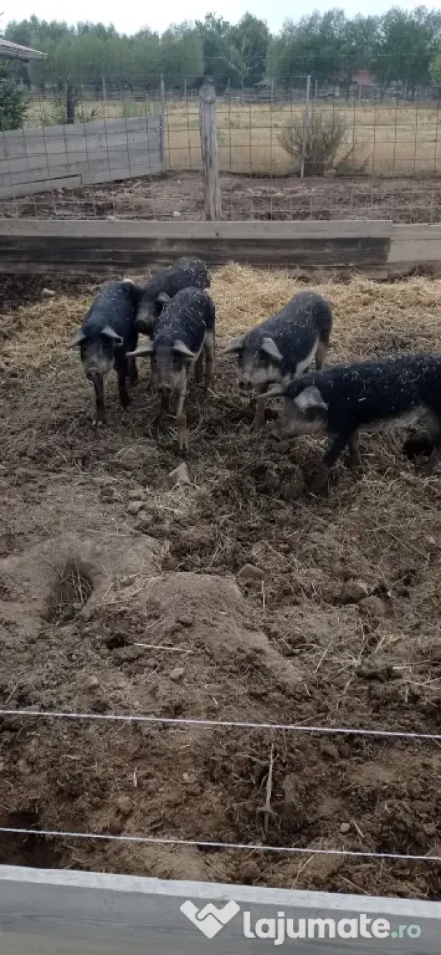 Porci mangalița