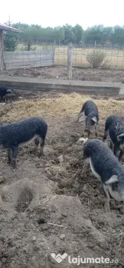 Porci mangalița