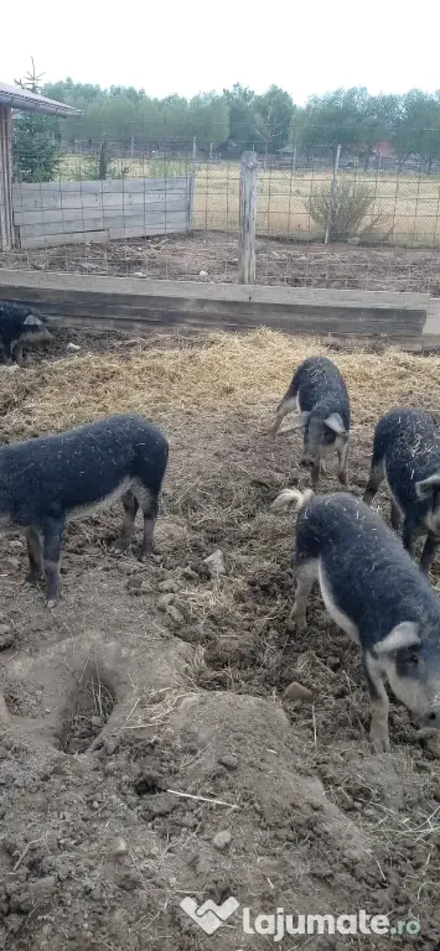 Porci mangalița
