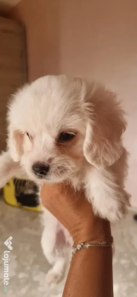 Bichon maltez talie mica