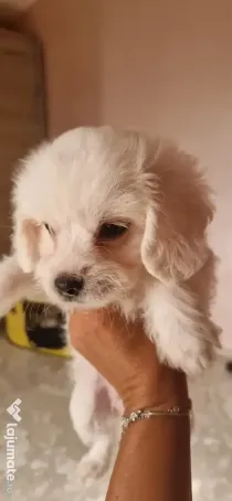 Bichon maltez talie mica