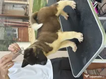 Mascul Akita american
