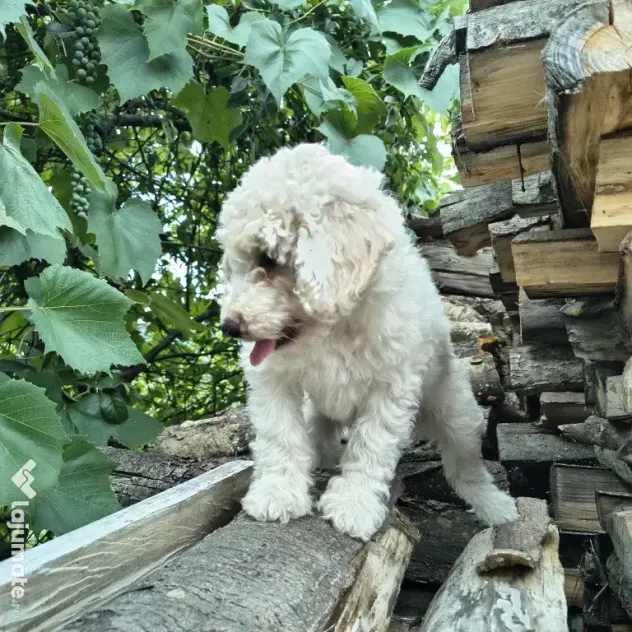 Caniche/poodle medie