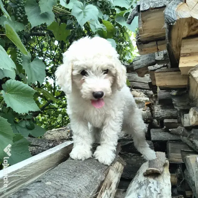 Caniche/poodle medie