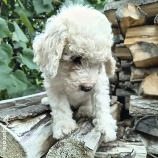 Caniche/poodle medie