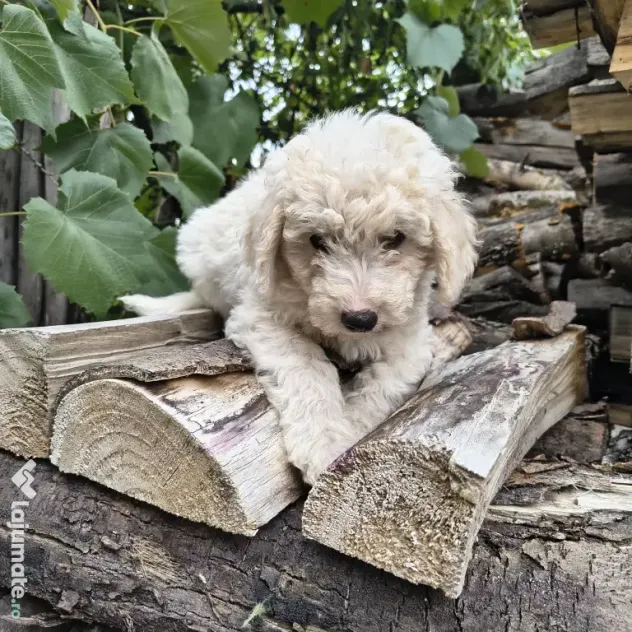 Caniche/poodle medie