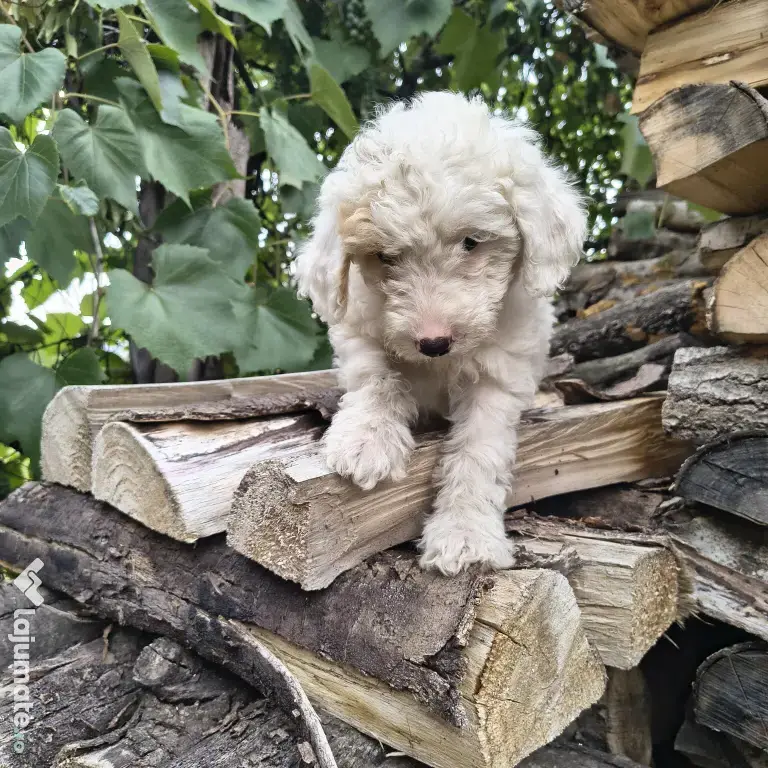Caniche/poodle medie