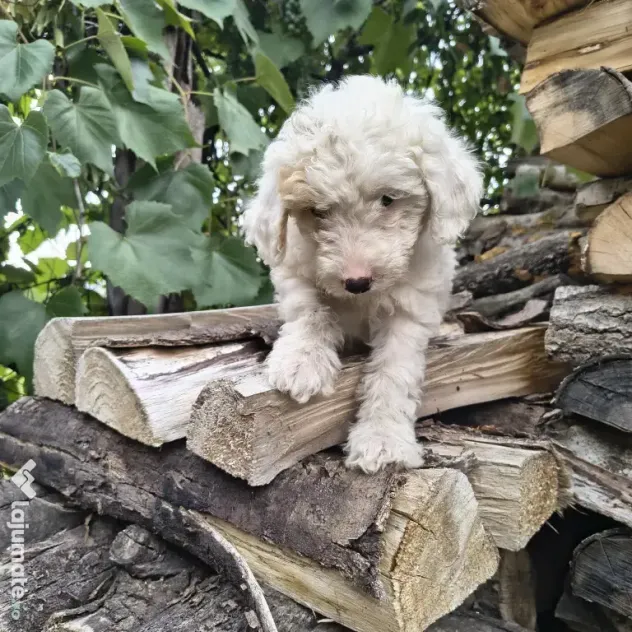 Caniche/poodle medie