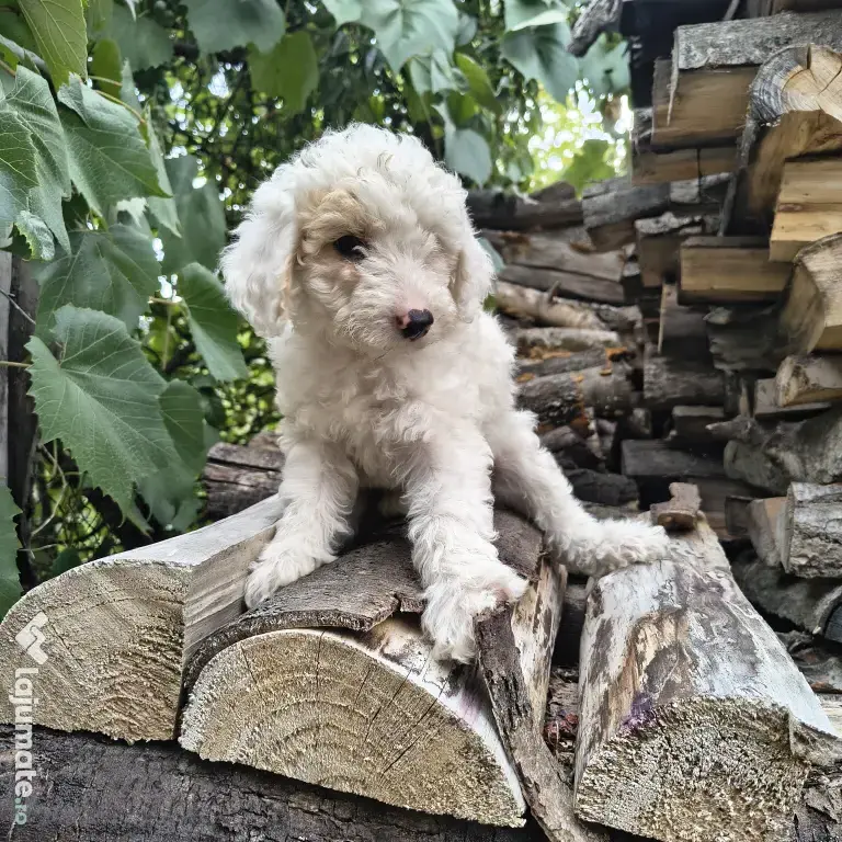 Caniche/poodle medie