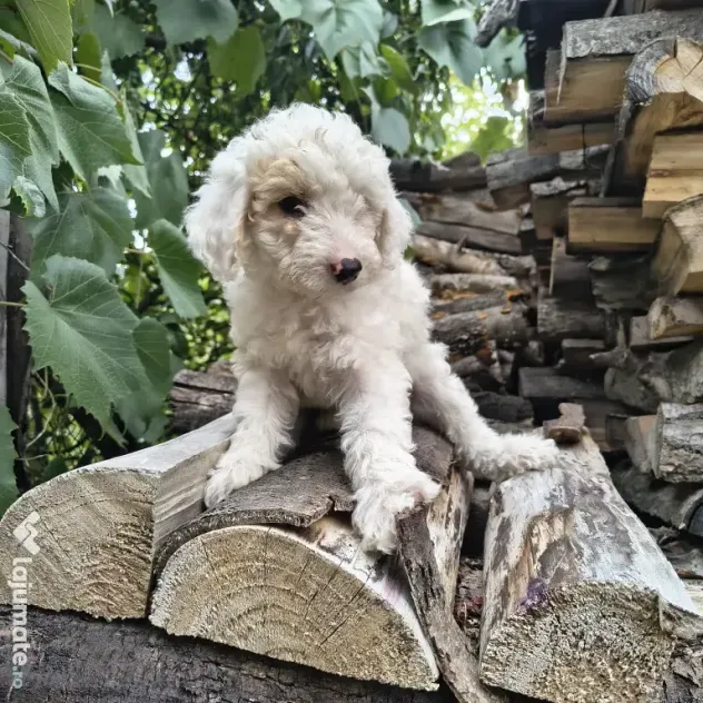 Caniche/poodle medie