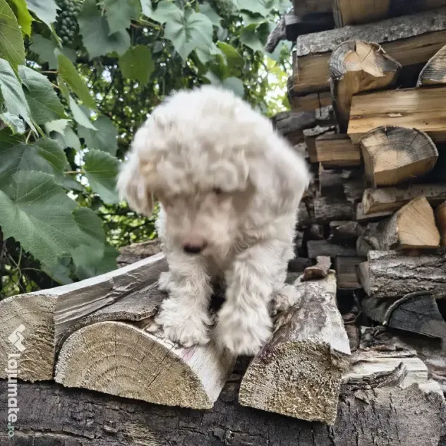 Caniche/poodle medie