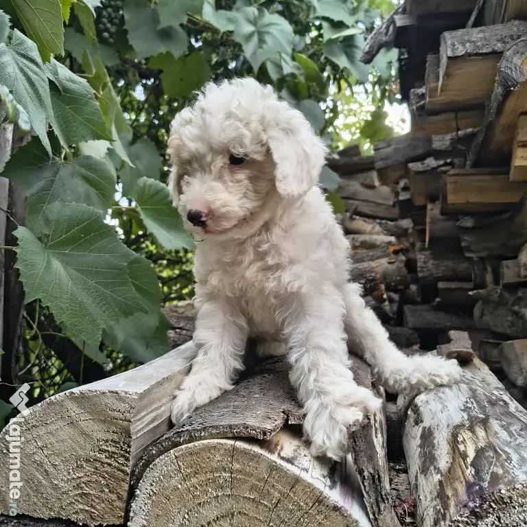 Caniche/poodle medie