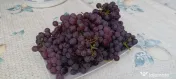 Struguri soiul rosioară 