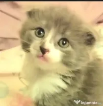 Puiuti. adorabili cauta Om