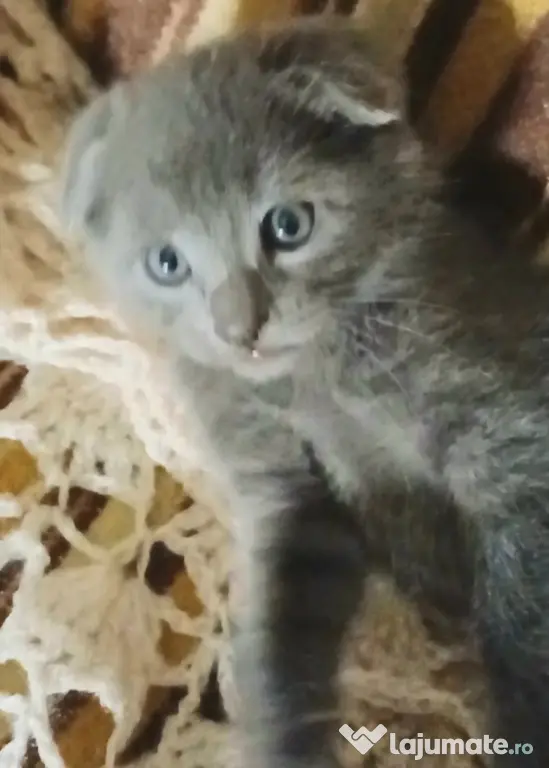 Puiuti. adorabili cauta Om