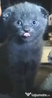 Puiuti Scottish fold longhair, irezistibili, cauta Om 