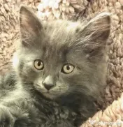 Puiuti Scottish fold longhair, irezistibili, cauta Om 