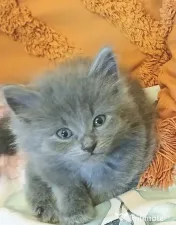 Puiuti Scottish fold longhair, irezistibili, cauta Om 