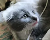 Puiuti Scottish fold longhair, irezistibili, cauta Om 