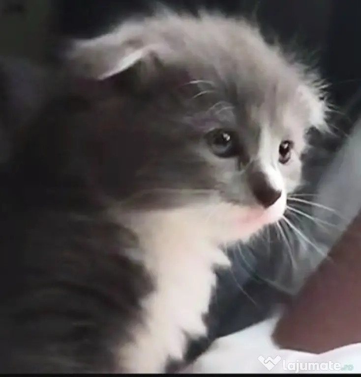Puiuti. adorabili cauta Om