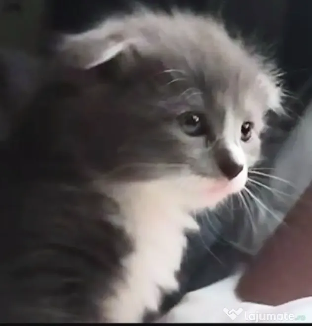 Puiuti. adorabili cauta Om