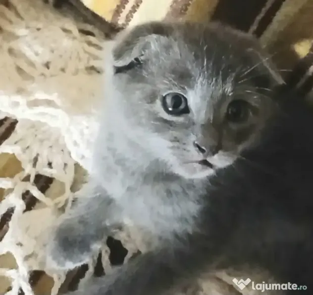 Puiuti. adorabili cauta Om