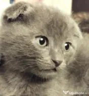 Puiuti Scottish fold longhair, irezistibili, cauta Om 