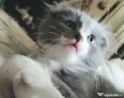 Puiuti Scottish fold longhair, irezistibili, cauta Om 