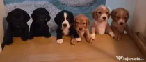 Pui cocker spaniel