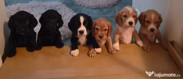 Pui cocker spaniel