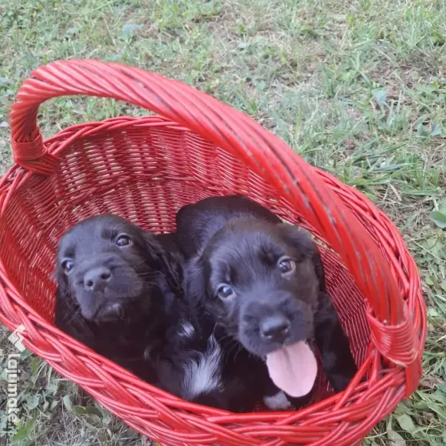 Pui cocker spaniel