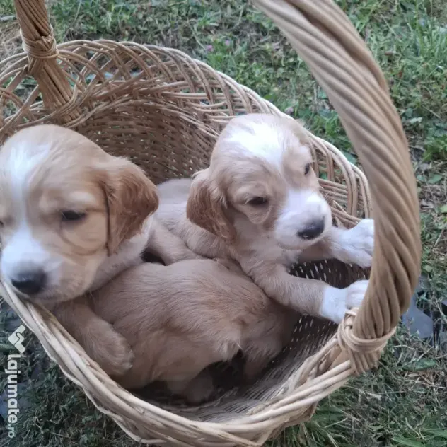 Pui cocker spaniel