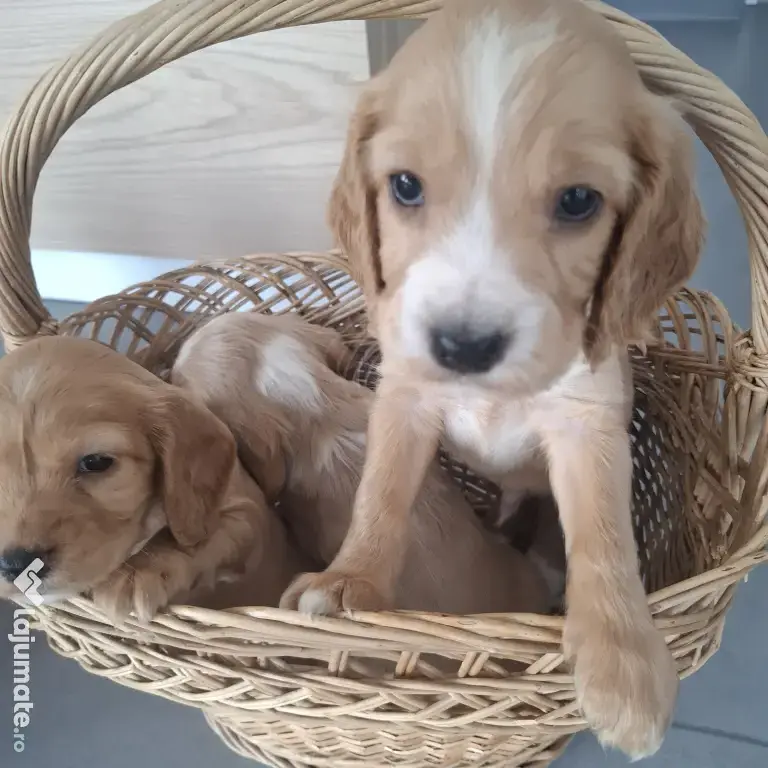 Pui cocker spaniel