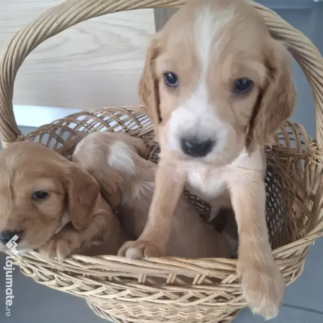 Pui cocker spaniel