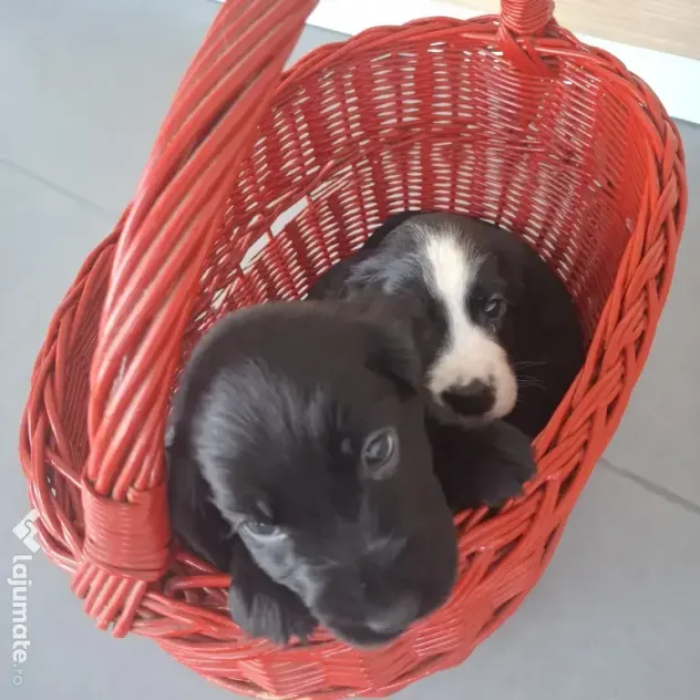 Pui cocker spaniel