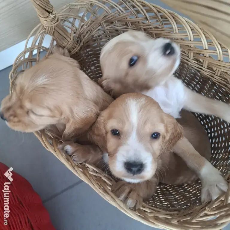Pui cocker spaniel