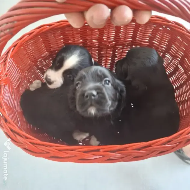 Pui cocker spaniel