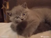 British shorthair superbe 
