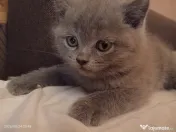 British shorthair superbe 
