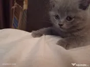 British shorthair superbe 