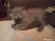 British shorthair superbe 