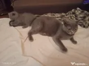 British shorthair superbe 