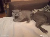 British shorthair superbe 