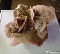 Trandafirul desertului Gigant 40 cm. 20 kg. 
