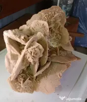 Trandafirul desertului Gigant 40 cm. 20 kg.